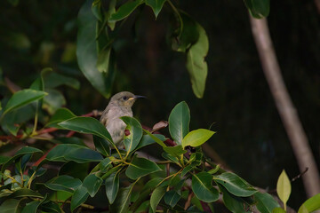 brown honeyeater perching branch Gold Coast Queensland Australia small bird