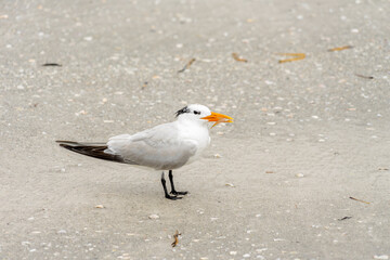 Royal Tern Sideways