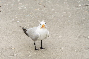 Royal Tern  With Fish