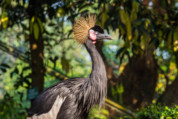 Grey Crowned Crane Portrait 5
