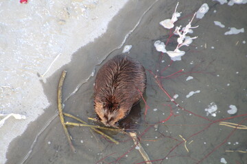 Beaver In December Air, Gold Bar Park, Edmonton, Alberta
