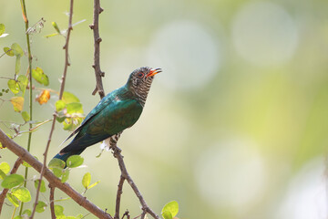 Male of Asian emerald cuckoo a bird with green feathers is perching on a branch. bird in nature of thailand