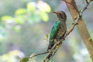 Male of Asian emerald cuckoo a bird with green feathers is perching on a branch. bird in nature of thailand