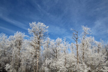 Frosted Trees, Elk Island National Park, Alberta