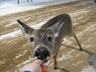 cerf
