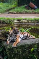 Sumatra tiger portrait 2