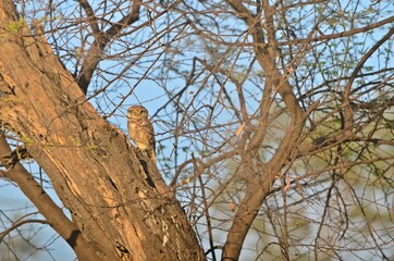 owl on a branch