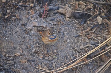 bluethroat