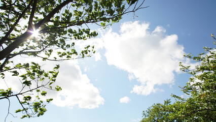 空と木