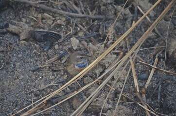 Fototapeta premium bluethroat