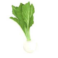 色鉛筆風のかぶイラスト