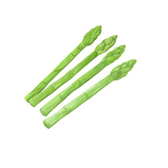 色鉛筆風のアスパラガスイラスト