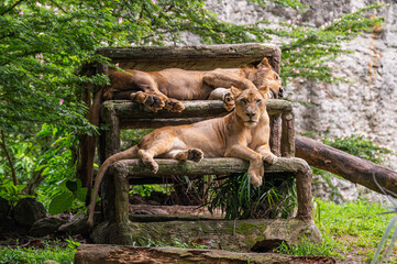 Fototapeta premium Female Lions portrait on bench 