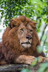 Fototapeta na wymiar Lion portrait - Head shot 2