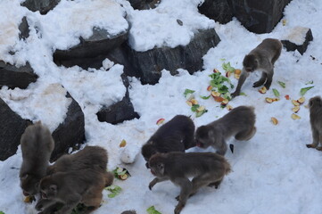 餌を奪い合う猿たち
