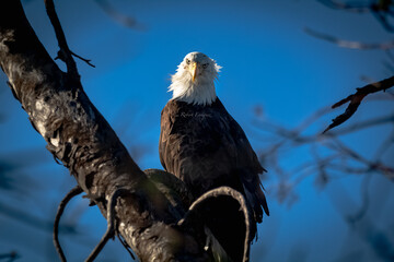 An American Bald Eagle in a tree