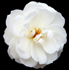 Fototapeta na wymiar white rose flower on black isolated background. Closeup. For design. Nature.