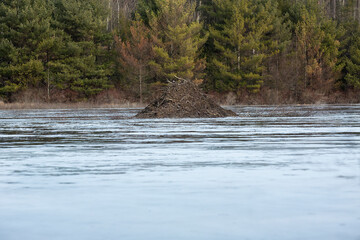 Beaver lodge in a pond along the Tunxis Trail, Connecticut.