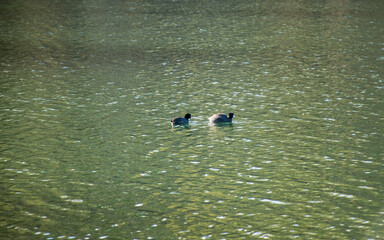 Ducks on the water at Lake Julian