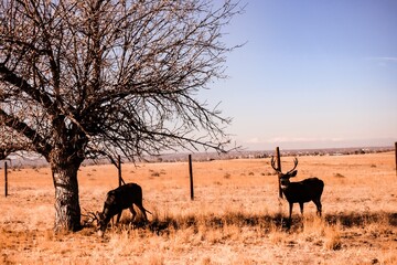 Naklejka na ściany i meble Deers at Rocky Mountain, Colorado 