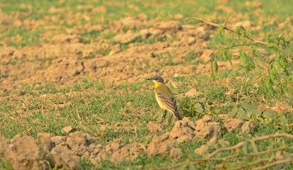 yellow wagtail