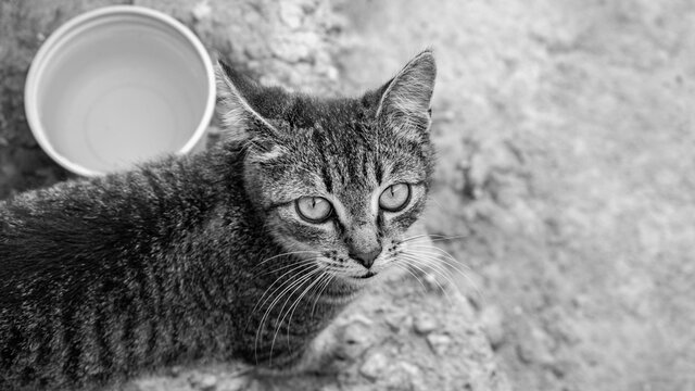 Photo of domestic cat (pet) in closed plan, with a fixed and cute look. Real animal in a real situation.