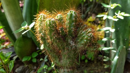 cactus in the garden