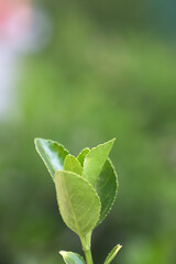 Young leaves of holly in spring