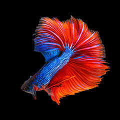 Movement beautiful of colorful siamese betta fish or half moon betta splendens fighting fish in thailand on black color background. underwater animal or pet concept.