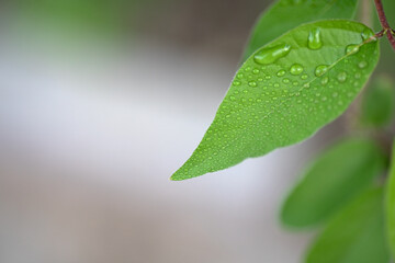 A dewy leaf