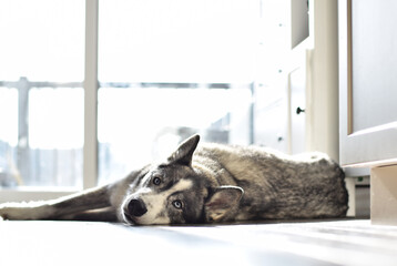 Husky dog lying relaxing on a floor in a kitchen at home enjoying sunshine from patio door