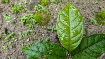 green leaves with water drops