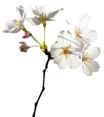 Fototapeta na wymiar 桜の枝の切り抜き