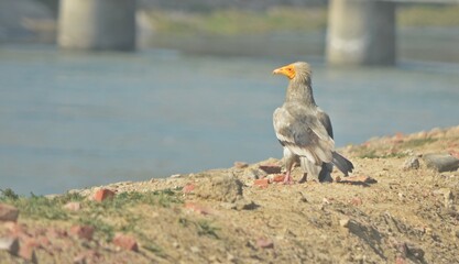 egyptian vulture