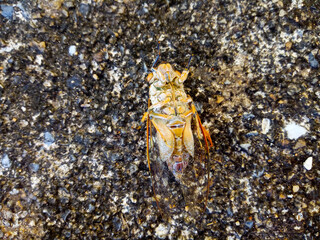 Cicada lying dead on the cement floor