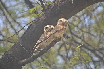 owlets