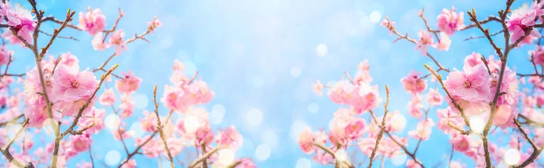 Rollo Beautiful cherry blossom flowers over blurred background. Spring season concept © maglara