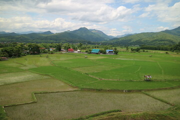 Fototapeta na wymiar grass and sky , Green rice field, beautiful and comfortable.