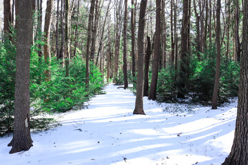 forest in winter