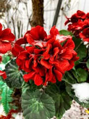 red roses in the garden
