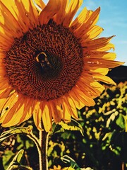 sunflower with bee