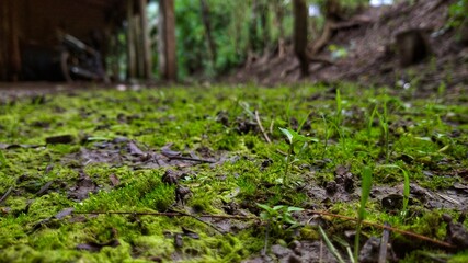 moss on the ground