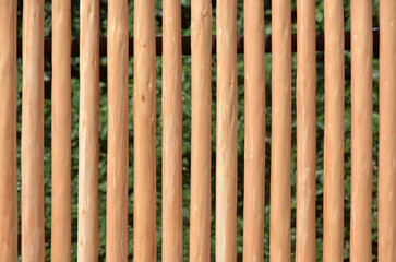 北山杉　京都市北区