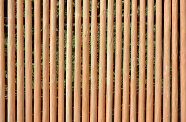 北山杉　京都市北区