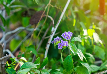 select focus bouquet purple fresh flower blur green leave in garden background with copy space.