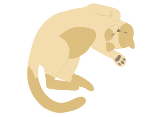 Sleeping blonde/light haired cat in vector sag format.