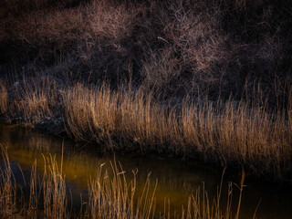 Brown dried tall grasses and wild bushes over the river