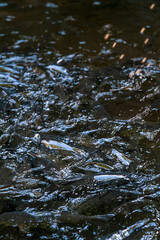 Water ripples with Kelah Fish at Kenyir Lake Kelah Sanctuary near Hulu Terengganu, Malaysia.
