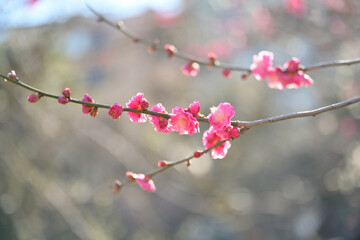 湯島天満宮の梅