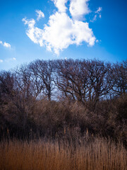 Wilderness tree and wild plants landscape with dramatic clouds